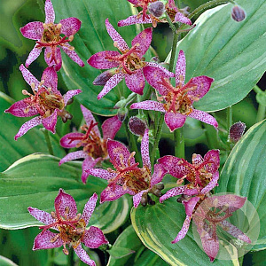 Tricyrtis form. 'Gilt Edge' GM P9