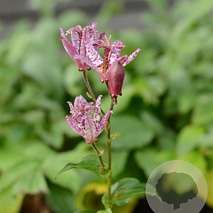 Tricyrtis form. 'Purple Beauty' GM P9