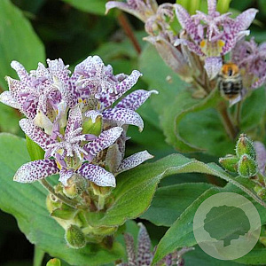 Tricyrtis hirta 'Miyazaki' GM P9