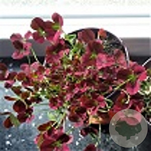 Trifolium repens 'Isabella' GM P9
