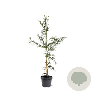 Cryptomeria j. 'Rasen' 80-100 cm 5,0L