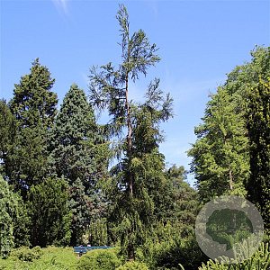 Cryptomeria j. 'Rasen' 80-100 cm 5,0L