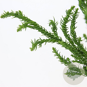 Cryptomeria j. 'Rasen' 80-100 cm 5,0L