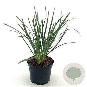 Tulbaghia violacea 25-30 cm 2,0L