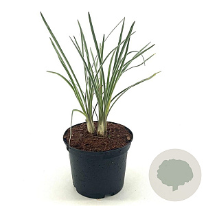 Tulbaghia violacea 'Silver Lace' 25-30 cm 2,0L