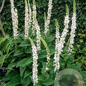 Verbascum nigrum album GM P9