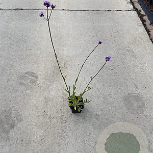 Verbena bonariensis GM P9