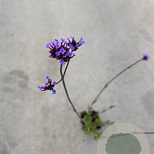 Verbena bonariensis GM P9