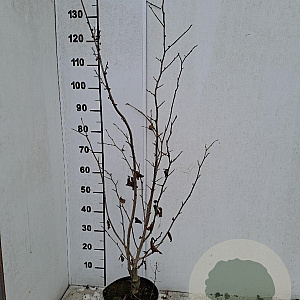 Hamamelis intermedia 60-80 cm 5,0L