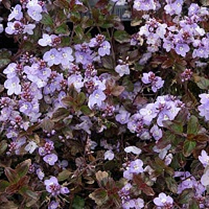 Veronica 'Madame Mercier' GM P9