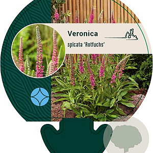 Veronica spic. 'Rotfuchs' GM P9