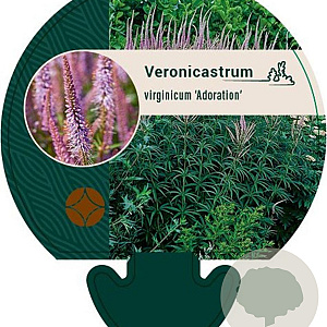 Veronicastrum virg. 'Adoration' GM P9