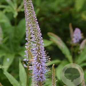 Veronicastrum virg. 'Amethyst' GM P9