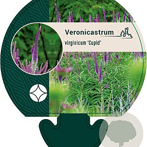 Veronicastrum virg. 'Cupid' GM P9