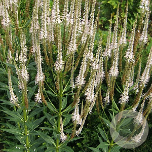 Veronicastrum virg. 'Diana' GM P9