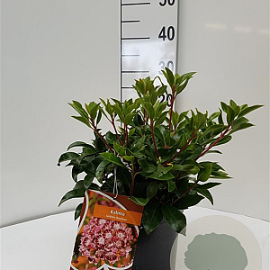 Kalmia lat. 'Bandeau' 25-30 cm 4,0L