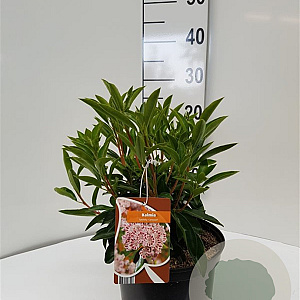 Kalmia lat. 'Carousel' 25-30 cm 4,0L