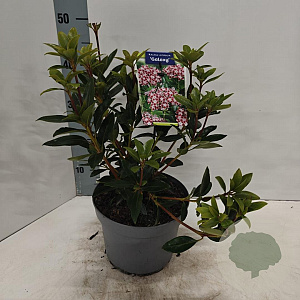 Kalmia lat. 'Galaxy' 25-30 cm 4,0L