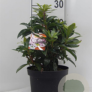 Kalmia lat. 'Ginkona' 25-30 cm 4,0L