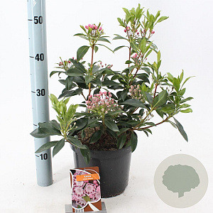 Kalmia lat. 'Ginkona' 25-30 cm 4,0L