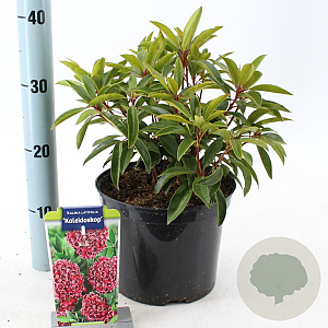 Kalmia lat. 'Kaleidoskop' 25-30 cm 4,0L