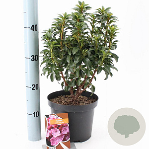 Kalmia lat. 'Little Linda' 25-30 cm 3,0L