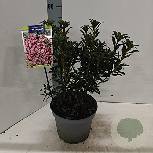 Kalmia lat. 'Minuet' 25-30 cm 3,0L