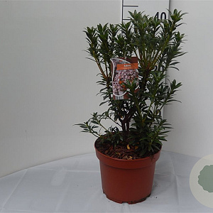 Kalmia lat. 'Minuet' 30-40 cm 5,0L