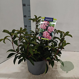 Kalmia lat. 'Moyland' 25-30 cm 4,0L