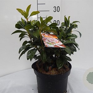 Kalmia lat. 'Olympic Fire' 25-30 cm 4,0L