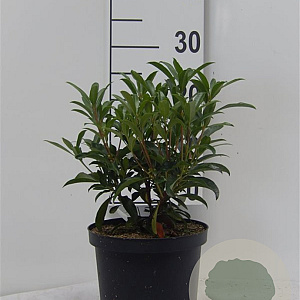 Kalmia lat. 'Pinwheel' 25-30 cm 4,0L