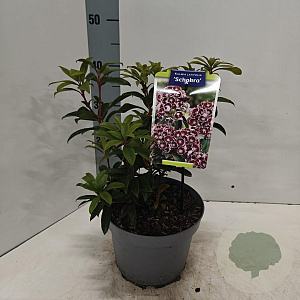 Kalmia lat. 'Schokra' 25-30 cm 4,0L