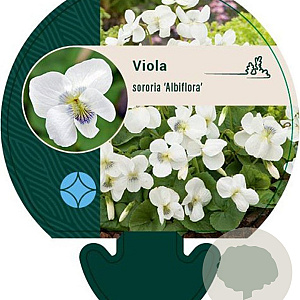 Viola sororia 'Albiflora' GM P9