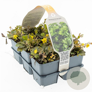 Waldsteinia ternata GM sixpack