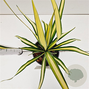 Yucca filamentosa 'Color Guard' 25-30 cm 2,5L