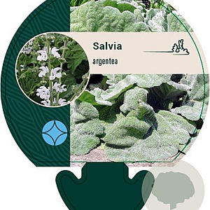 Salvia argentea GM P9