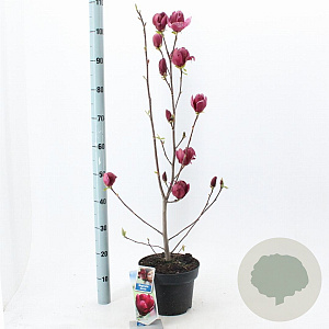 Magnolia 'Genie' 60-80 cm 5,0L