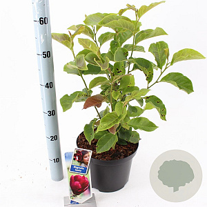 Magnolia 'Genie' 60-80 cm 5,0L