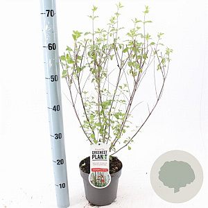 Salvia micr. 'Hot Lips' 20-25 cm 2,0L