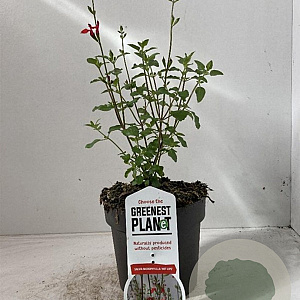 Salvia micr. 'Hot Lips' 20-25 cm 2,0L