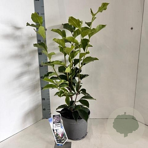 Magnolia soul. 'Superba' 50-60 cm 5,0L