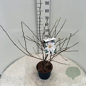 Magnolia stellata 40-50 cm 5,0L