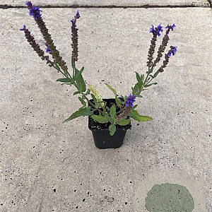 Salvia nem. 'Blauhügel' GM P9