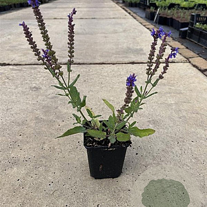 Salvia nem. 'Blauhügel' GM P9