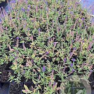 Salvia nem. 'Blauhügel' GM P9