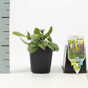 Salvia nem. 'Mainacht' GM P9