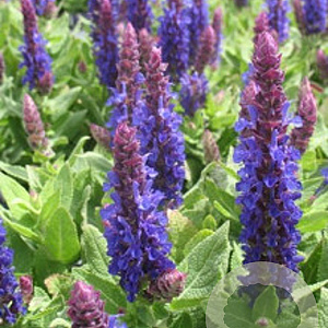 Salvia nem. Medium Deep Blue GM P9