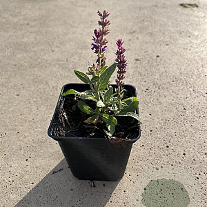 Salvia nem. 'Ostfriesland' GM P9