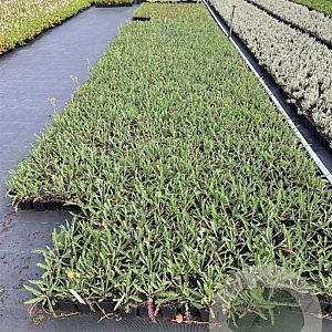 Salvia nem. 'Schneehügel' GM P9