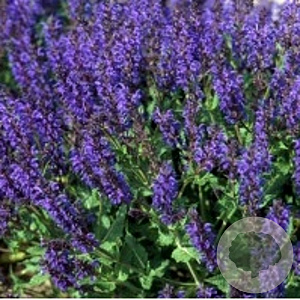 Salvia nem. 'Viola Klose' GM P9